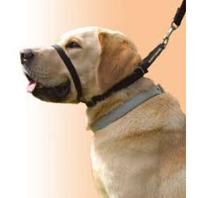 Collar Canny Nº5 de manejo para perros rebeldes