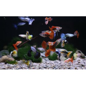 Guppy Macho (Poecilia Reticulata)