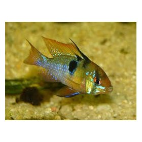 Papiliochromis Ramirezi (Apistogramma Ramiretzi)