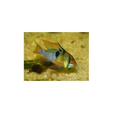 Papiliochromis Ramirezi (Apistogramma Ramiretzi)