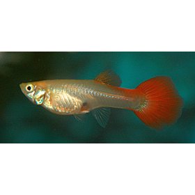 Guppy Hembra (Poecilia Reticulata)