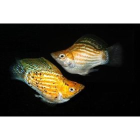 Molly Balon (Poecilia Sphenops  Balon)