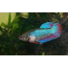 Betta Splendens Hembra