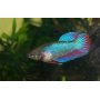 Betta Splendens Hembra