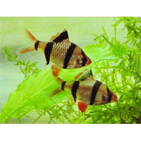 Barbo Tetrazona Pq (Capoeta Tetrazona)