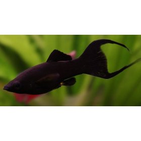 Molly Negra (Poecilia Sphenops Negra)