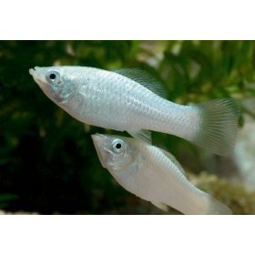 Molly Plata (Poecilia Sphenops Blanca)