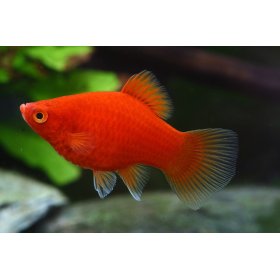 Platy Surtido (Xipho Maculatus)
