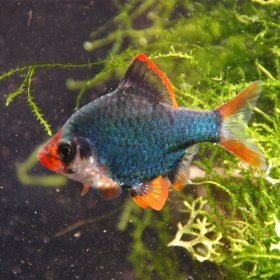 Barbo Tetrazona Verde (Capoeta Tetrazona Verde)