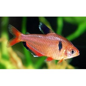 Tetra serpa -hypehessobrycon serpae