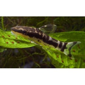 Otocinclus affinis 2,5 - 3 cm