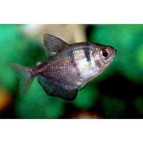 Monjita Mediana (Gymnocorymbus Ternetzi)