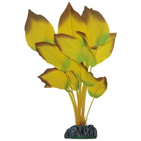 Planta Anubia Amarilla 14Cm para decoracion de acuarios de agua dulce y peces tropicales