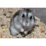 Hamster Ruso- Phodopus Sungorus
