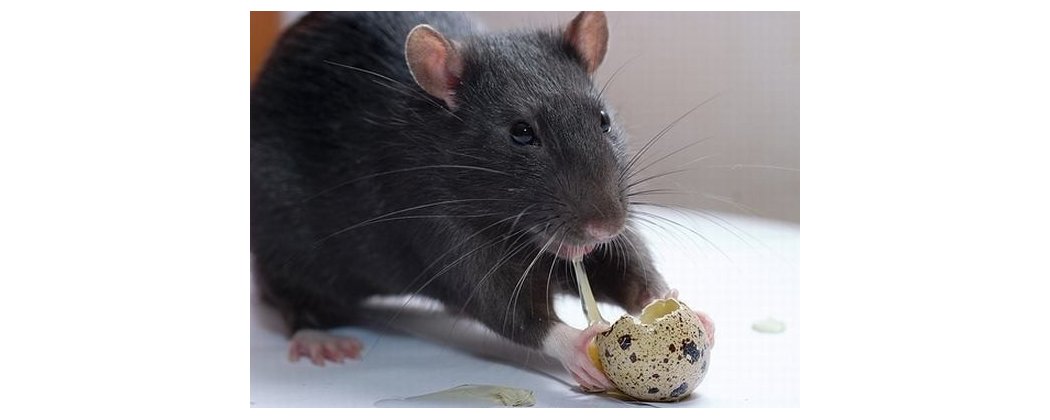 Comida para Ratas