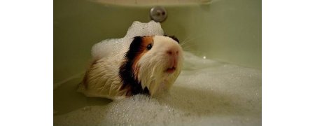 Limpieza e higiene para tu roedor