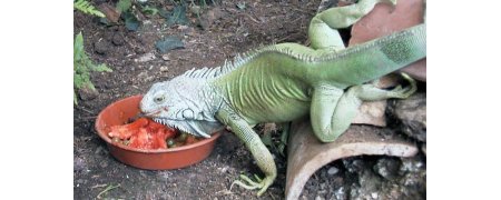 Comida para iguanas