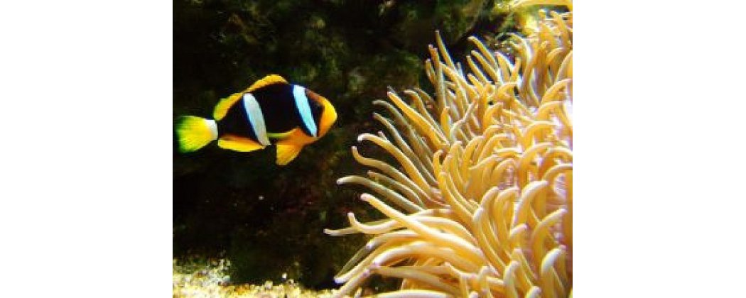 Comida para peces agua salada