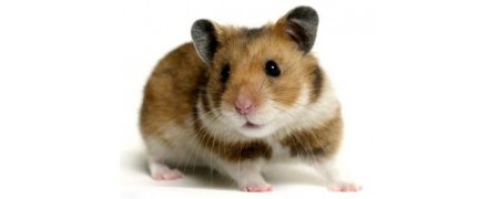 Ratones, Hamster y Jerbos