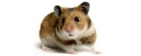Ratones, Hamster y Jerbos