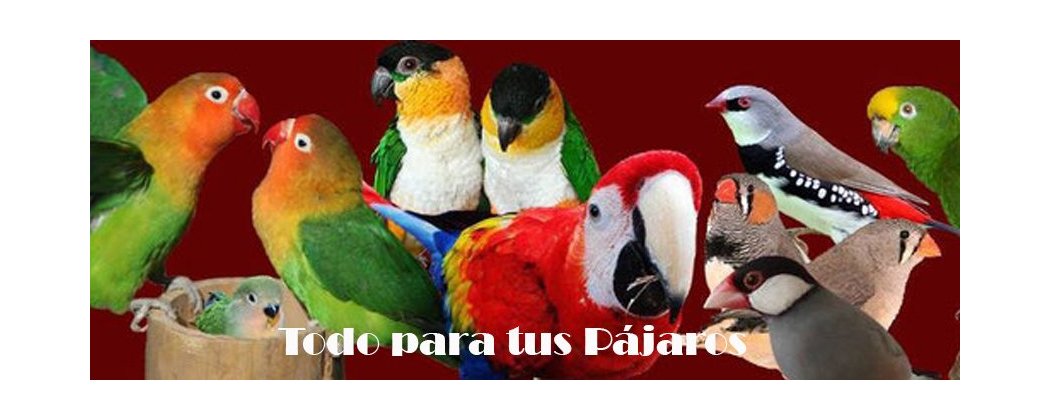 Huevos de plastico 5 unidades - Cool Parrots