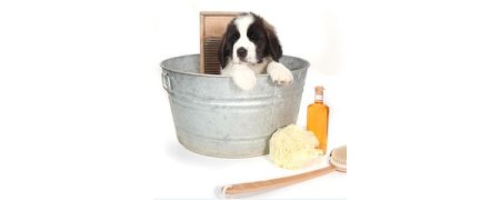Los Mejores Productos Para La Higiene y Salud de tu Perro