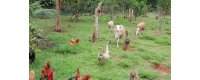 Alimentación y suplementos para animales de granja familiar