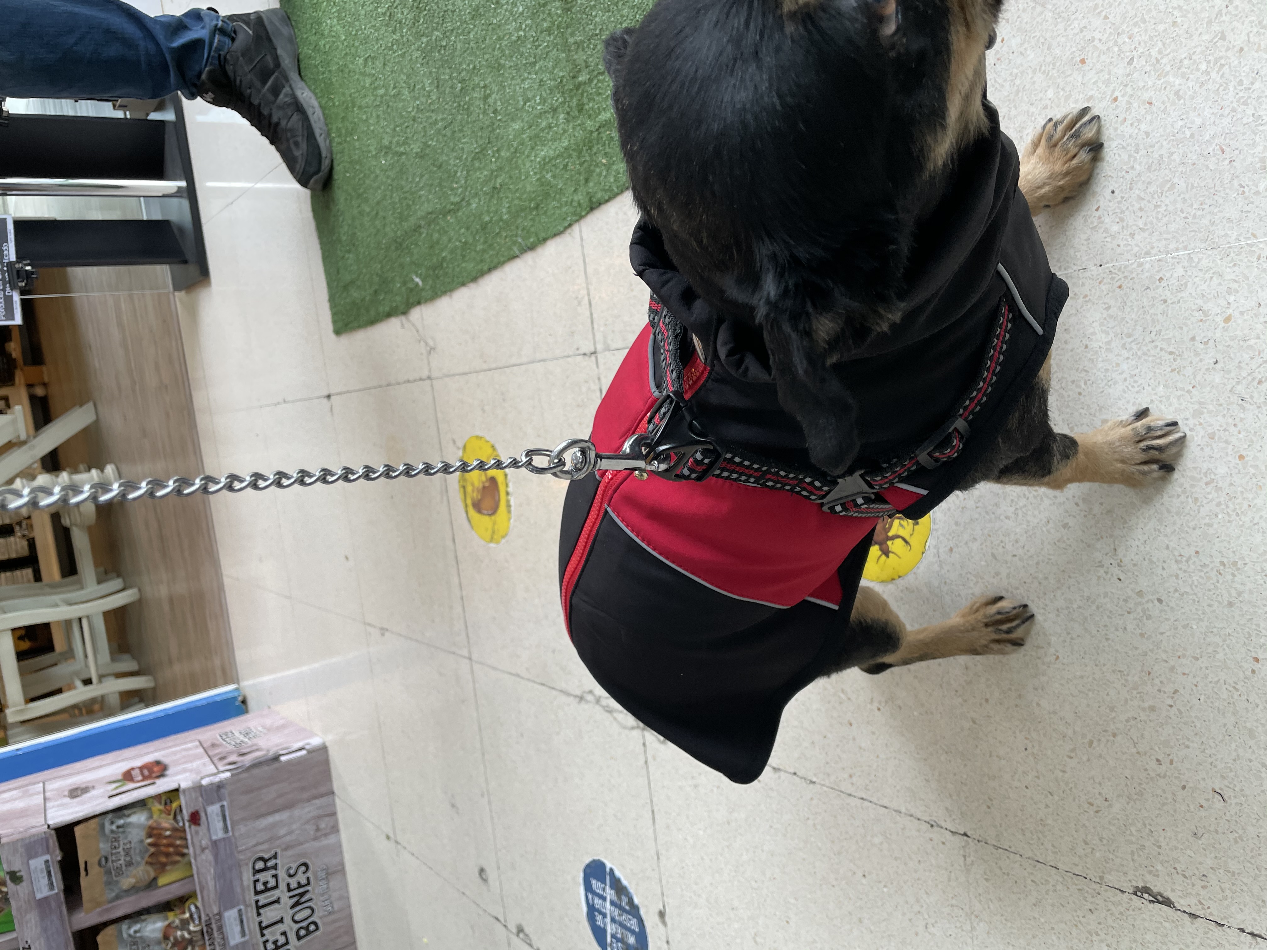 Aquí Mostramos un perro de un cliente que nos ha comprado un chaleco impermeable en nuestra tienda Aquarium Terramar y se lo lleva puesto, ¿a que esta super guapo?